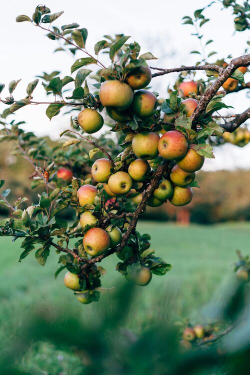 Foto von Markus Winkler: https://www.pexels.com/de-de/foto/lebensmittel-essen-natur-apple-18510468/